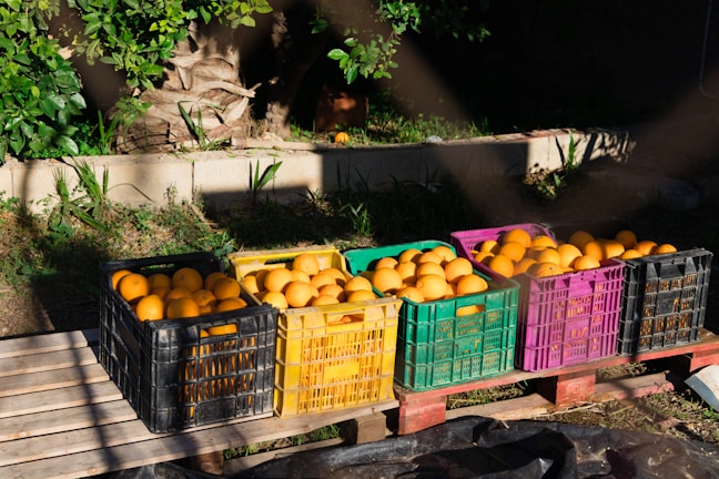 Lush crates overflowing with ripe fruits at a 4 Ways Fresh distribution center under soft morning light.
