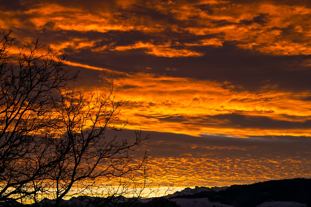 bare trees under golden hour