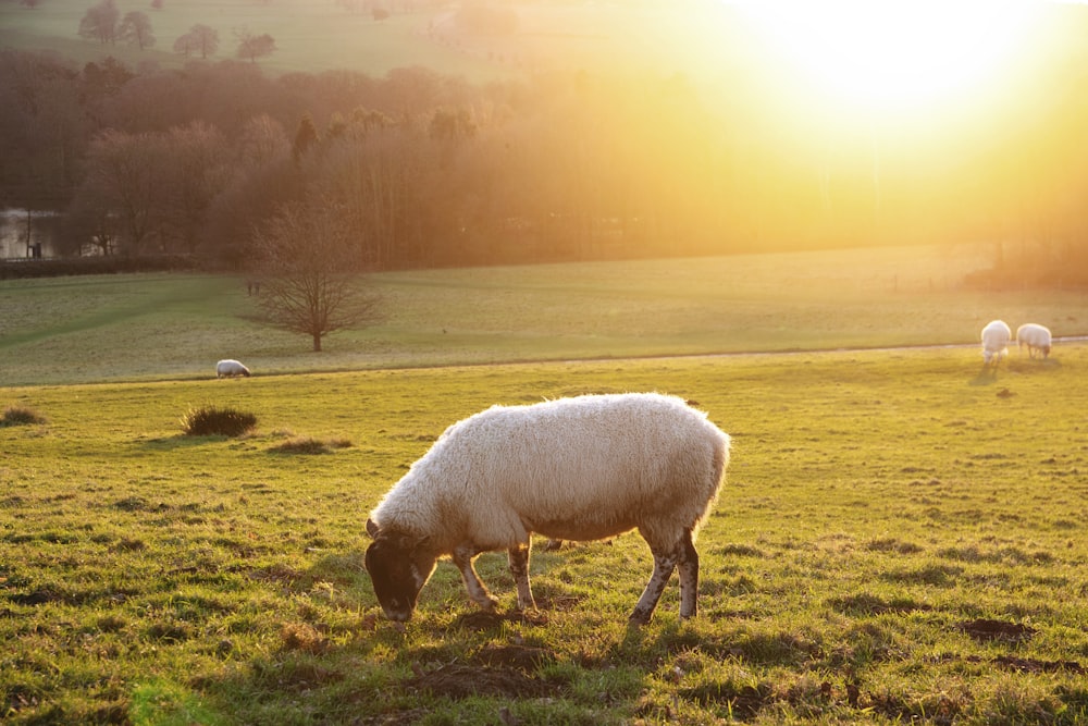 white sheep eating green grass