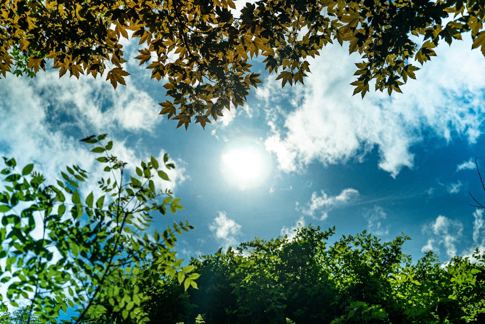 green leaf trees at daytime