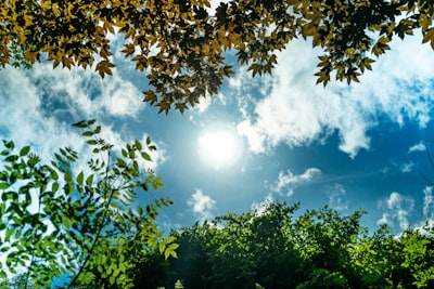 green leaf trees at daytime sunlight google meet background