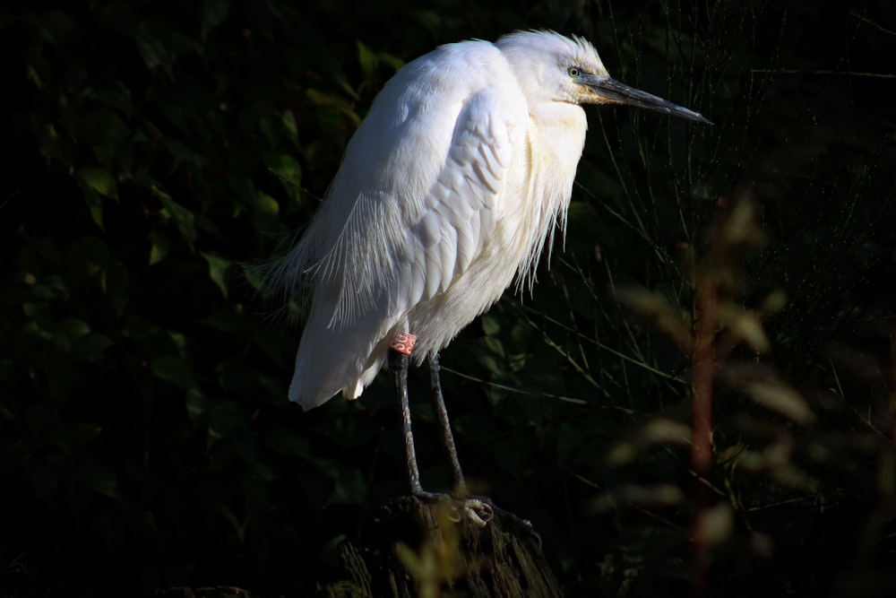 white bird photograph