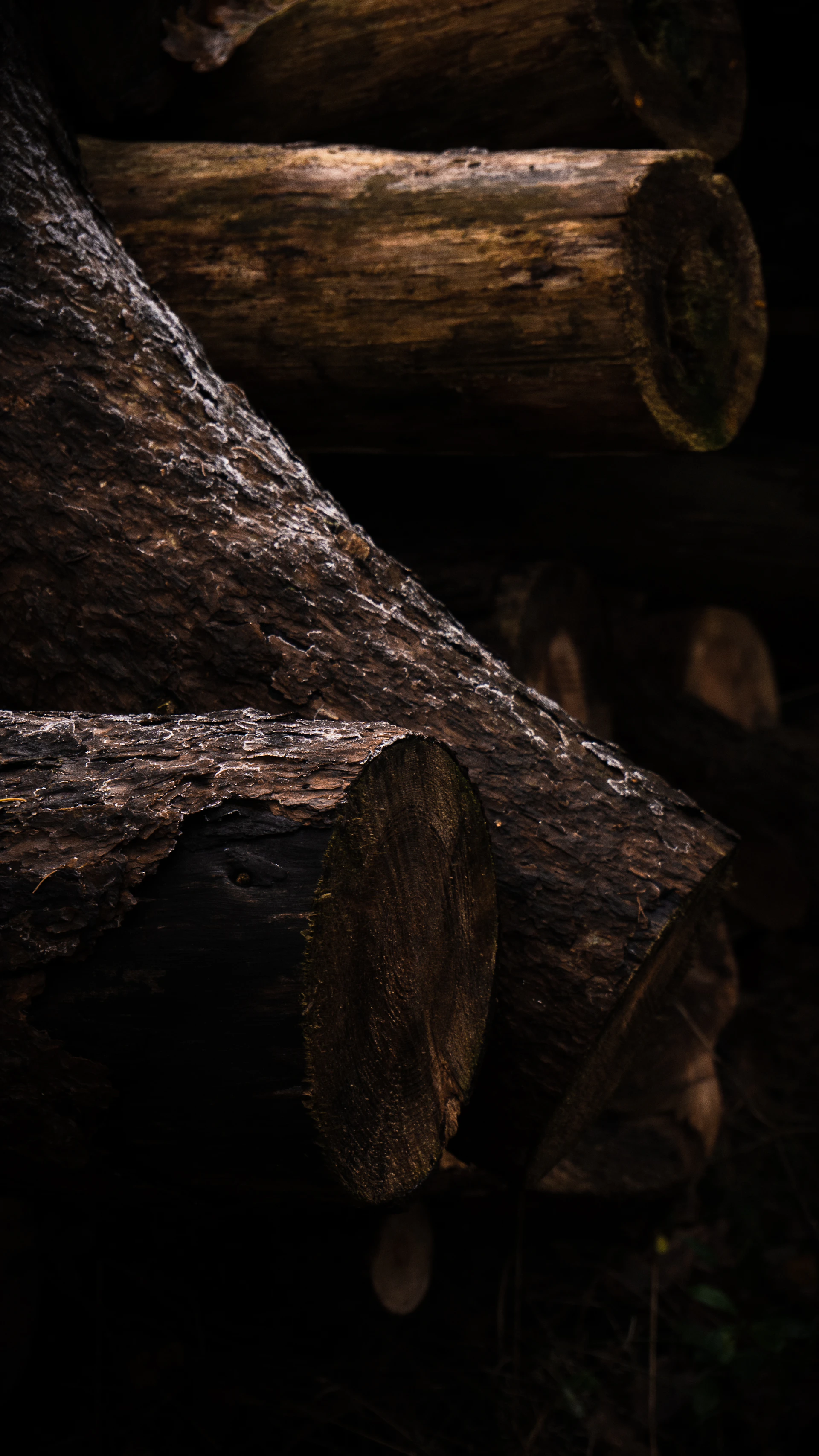 brown tree logs