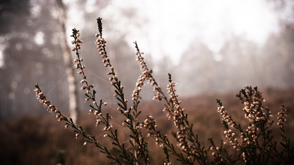 close-up photo of brown plant