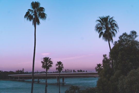 palm trees near body of water during daytime in Fremantle WA Australia