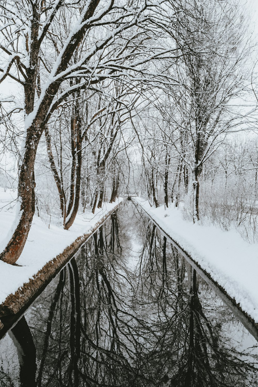 Camino mojado entre árboles cubiertos de nieve