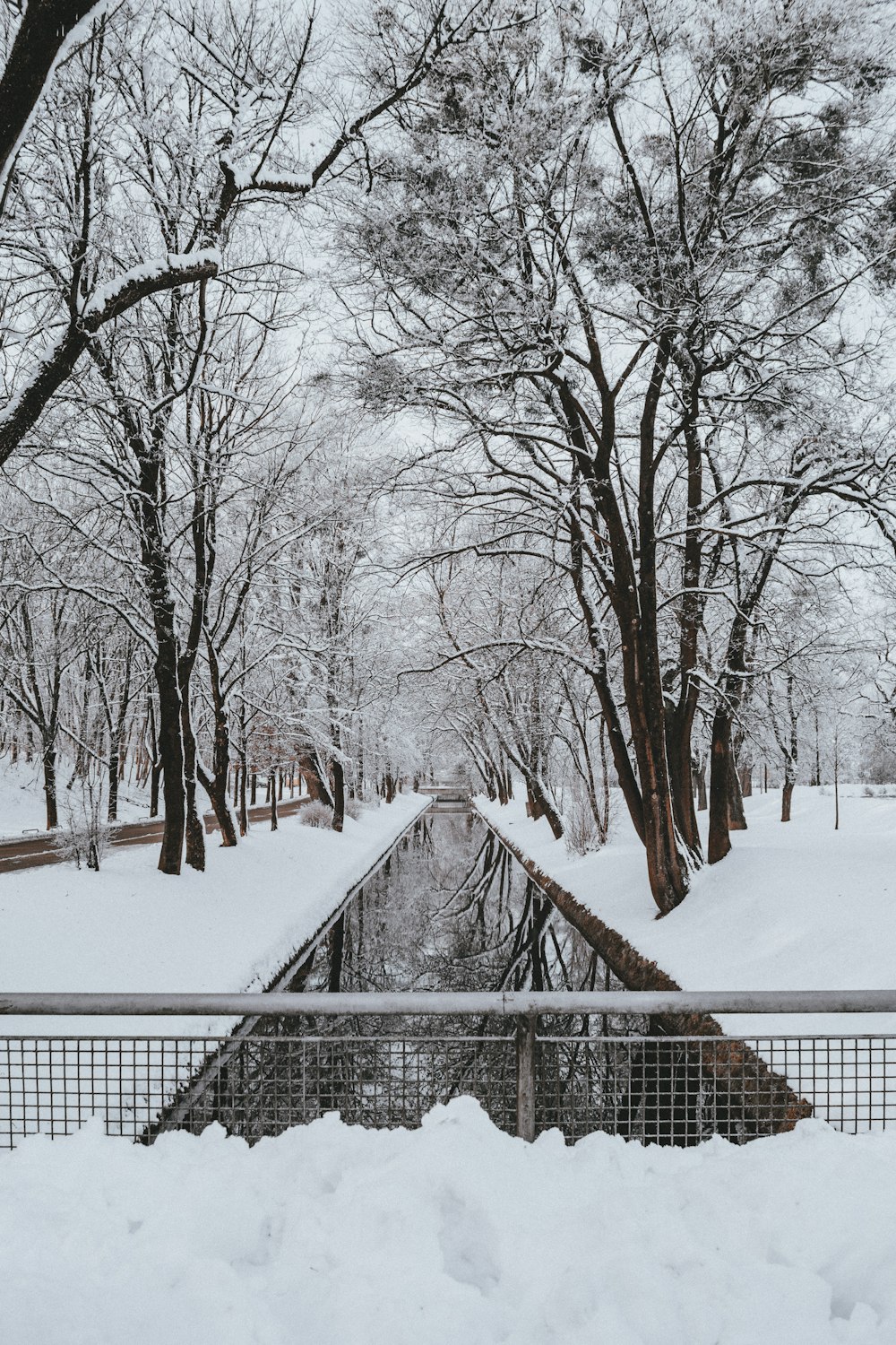 雪に覆われた木々の間の運河