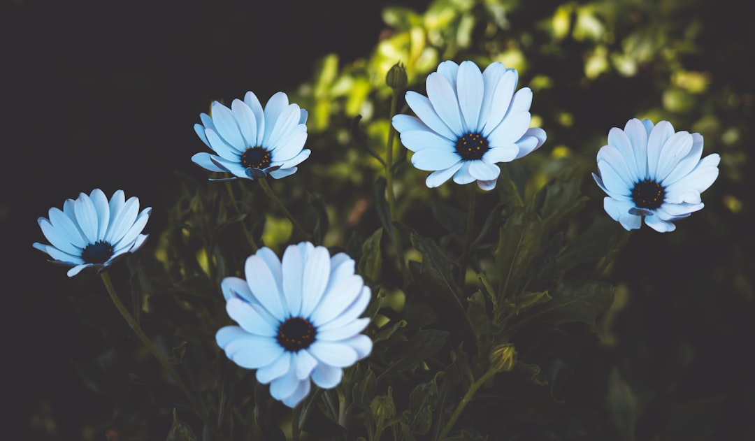 white-petaled flowers