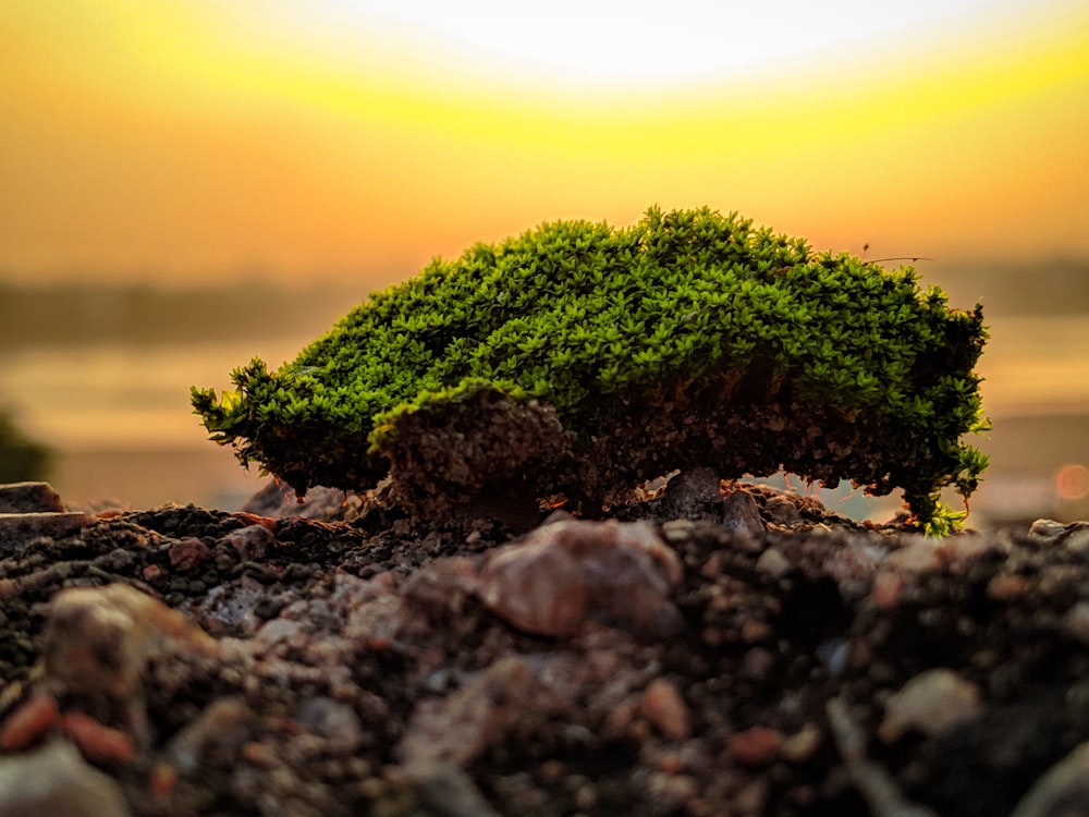 green moss on pebbles