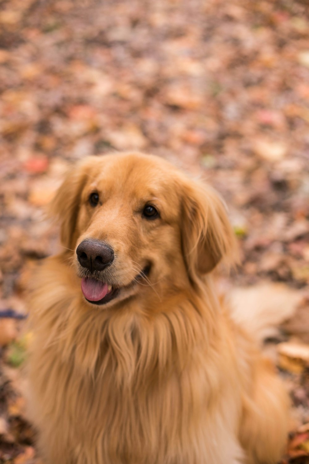 focus photography of an adult Labrador Retriever