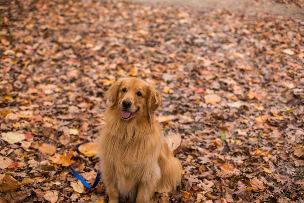 adult Golden Retriever sitting on a ground covered with wilted leaves
