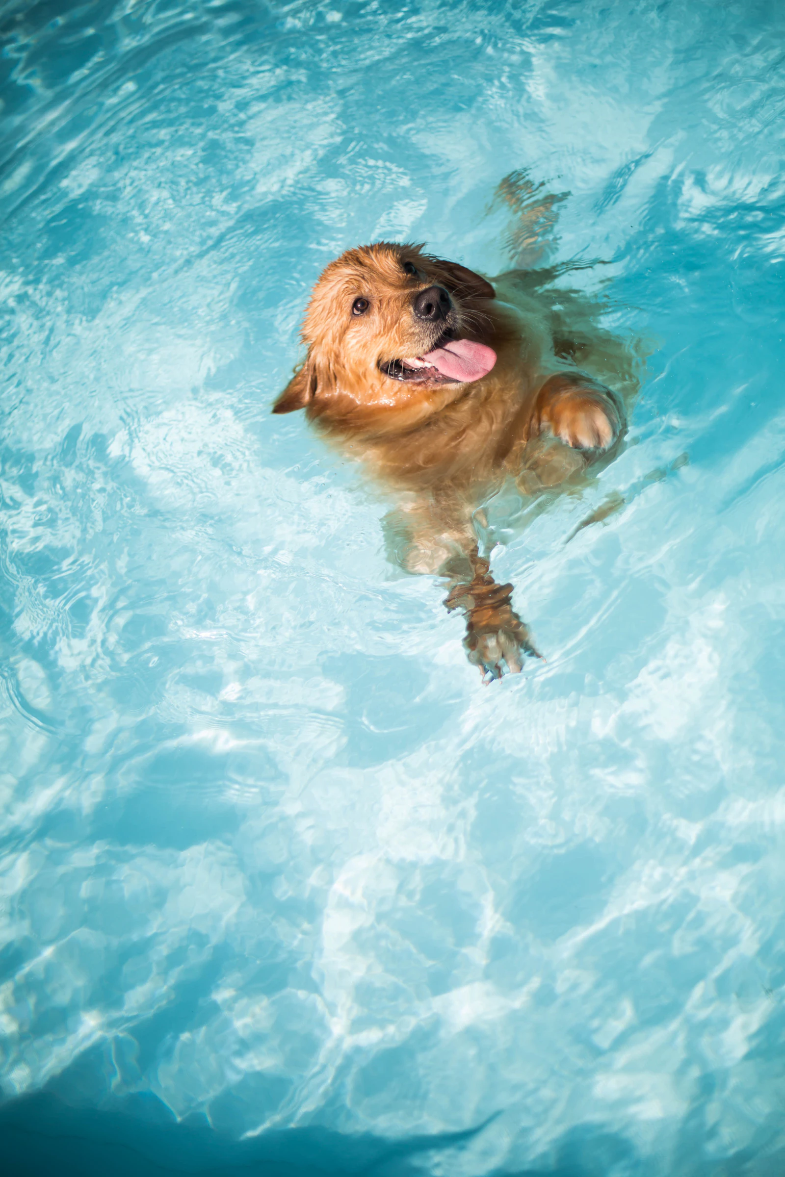 Golden retriever swimming in a clear blue pool
