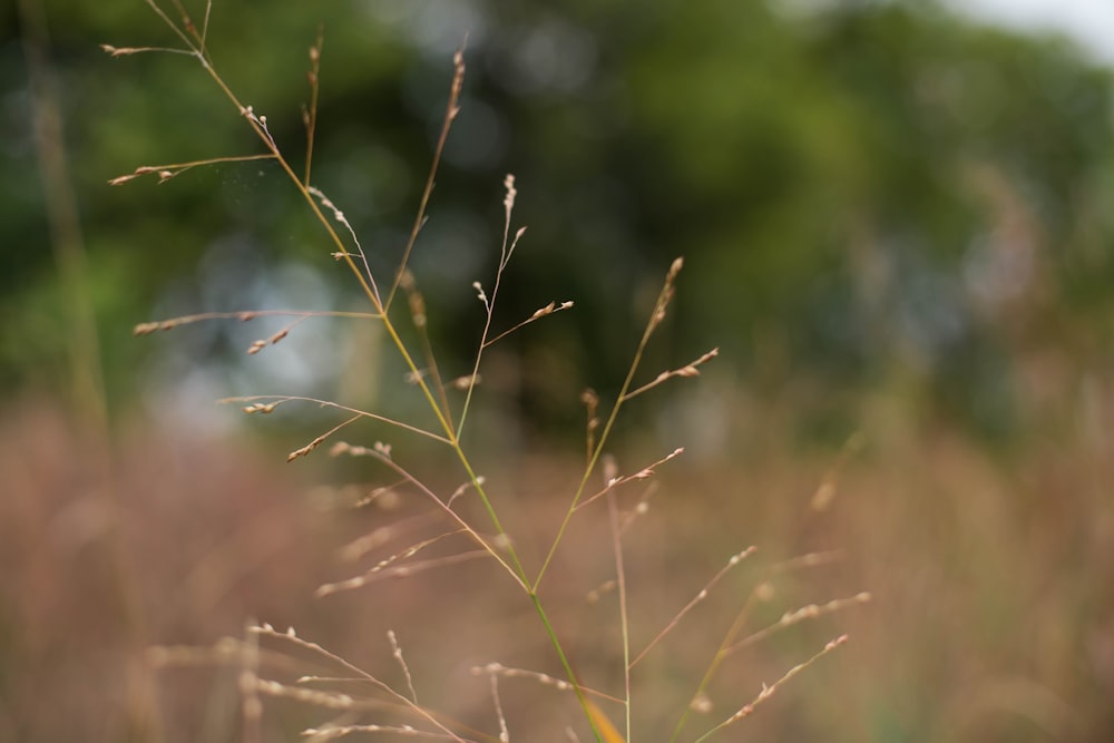selective focus photography of brown and green grass