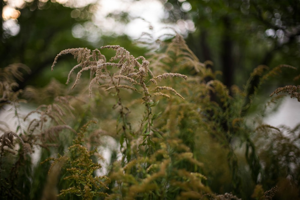 macro photography of green and brown plants