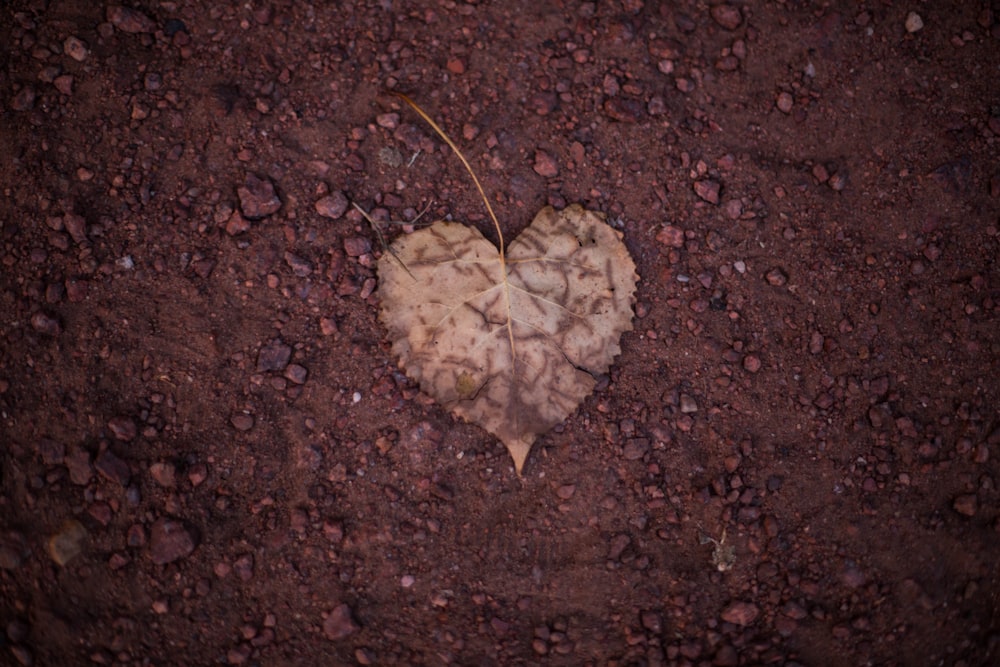 brown heart shape leaf on brown soil