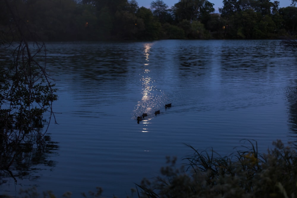 body of water surrounded by trees at night