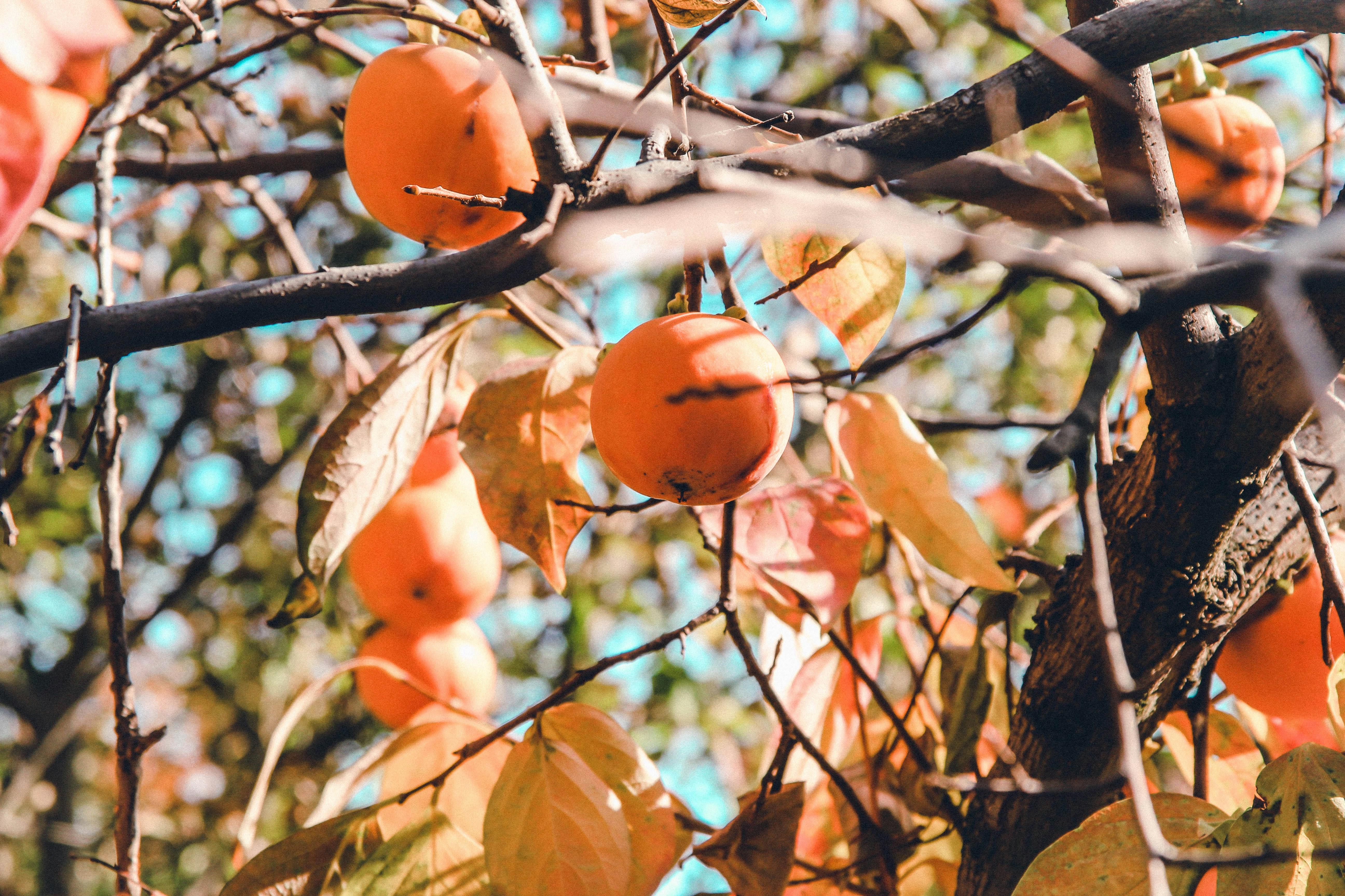 Orange Color Pictures Download Free Images On Unsplash