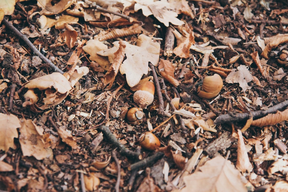brown acorns and withered leaves on the ground