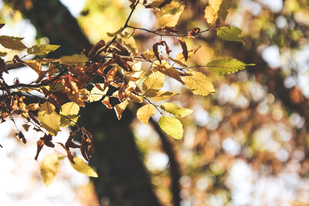 green leaf tree