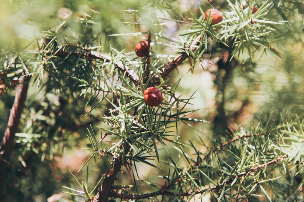 shallow focus photography of green-leafed plant