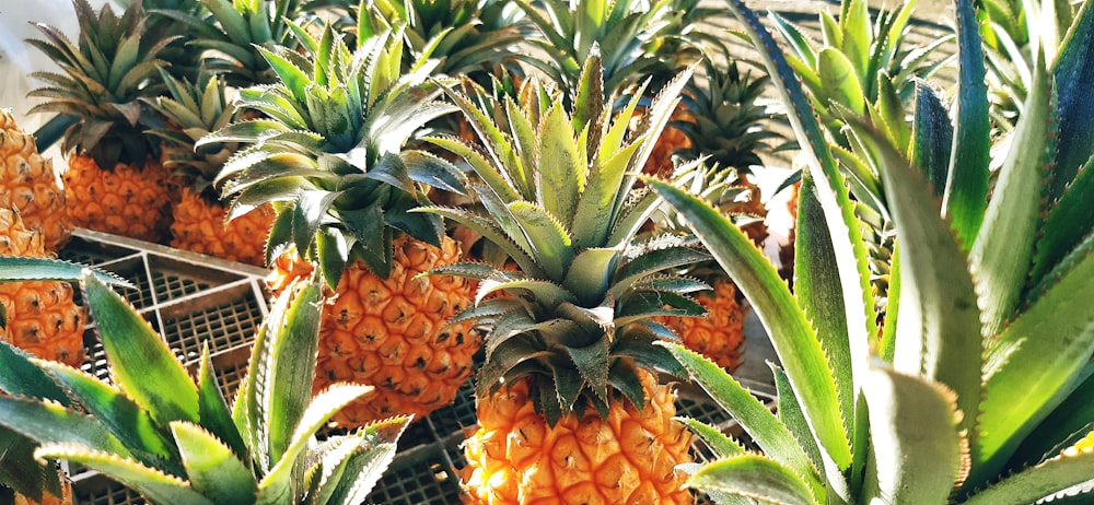 yellow pineapple fruits