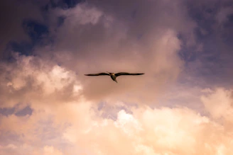 A peaceful dove soaring above a calm horizon with gold and purple hues.