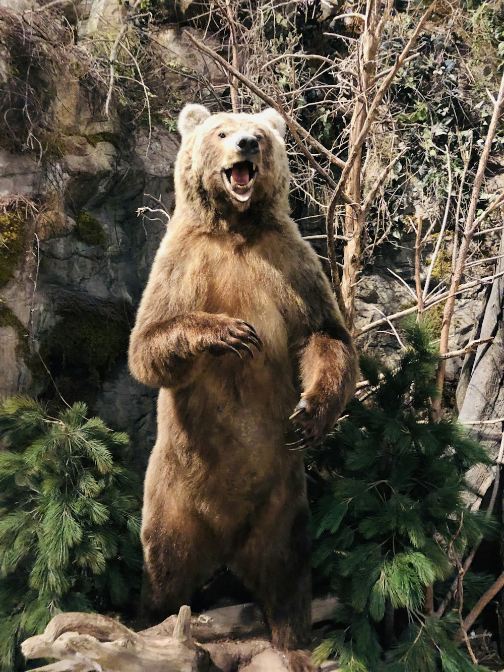 brown grizzly bear