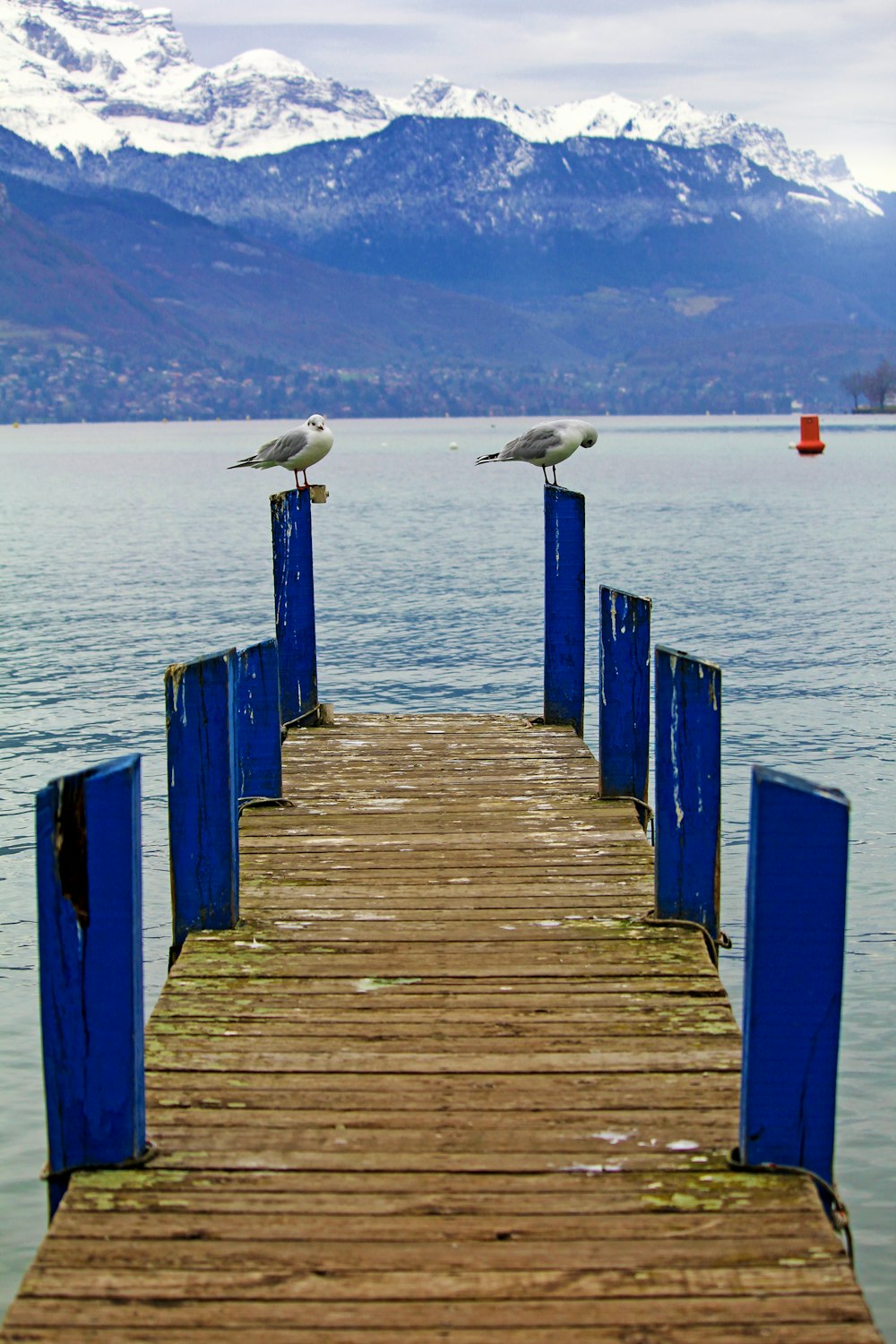 birds perching on wood dock post near water