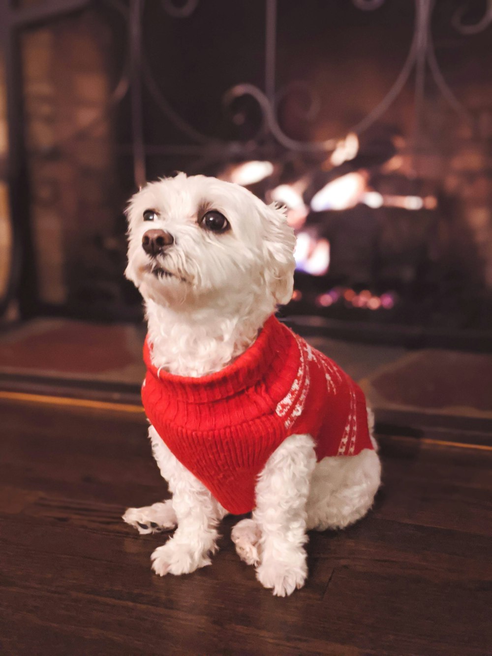 chemise rouge à poil court pour chien blanc