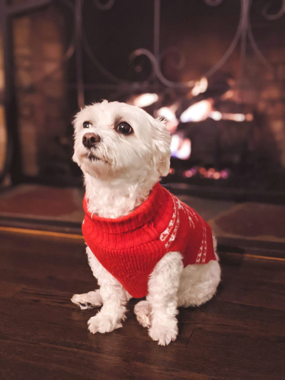 short-coated white dog weaaring red shirt