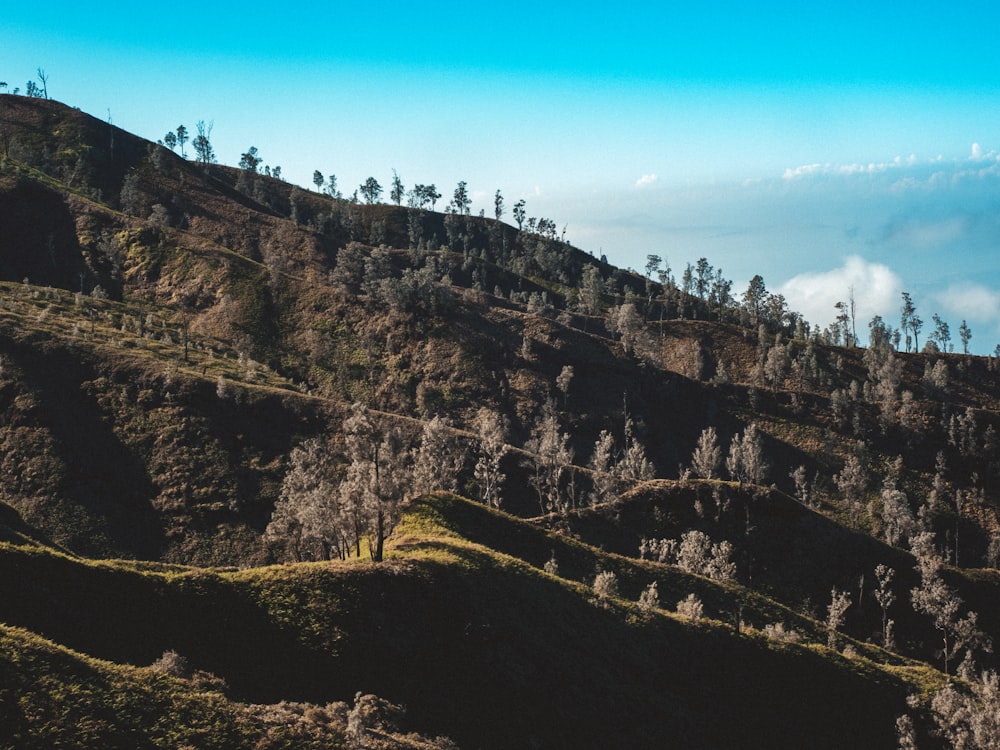 brown and green leafed trees and mountain