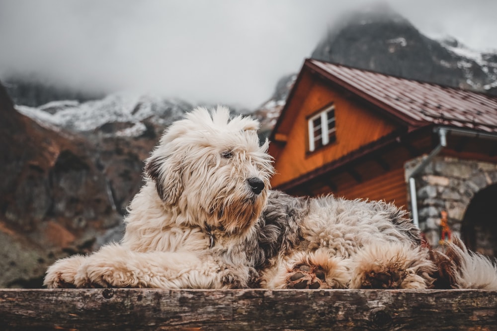 long-coated brown dog