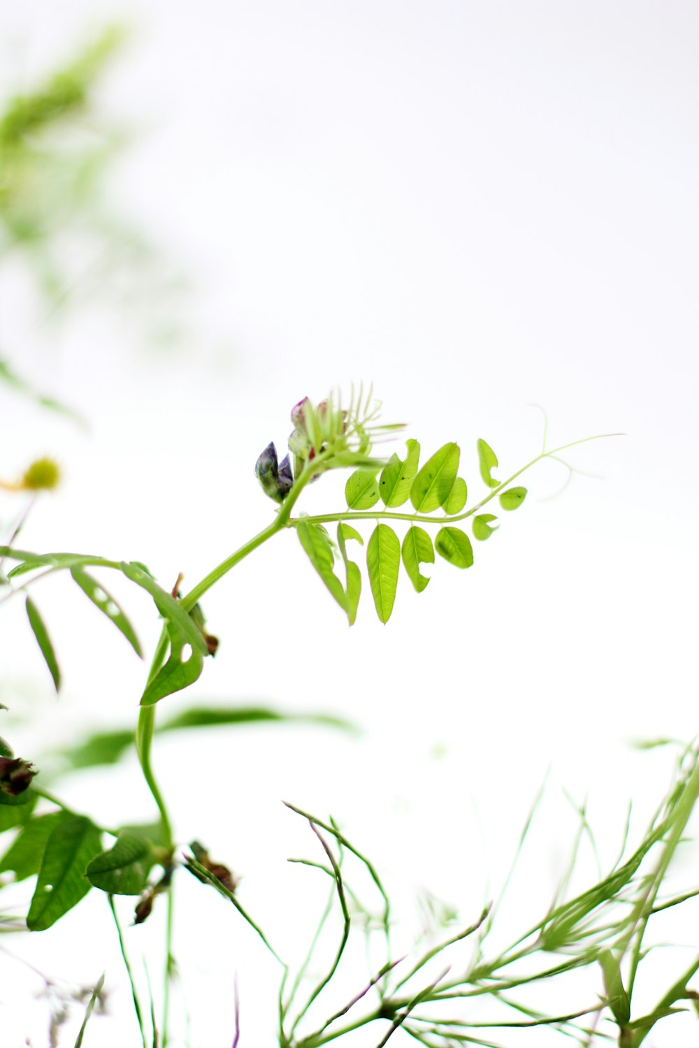 green leaves