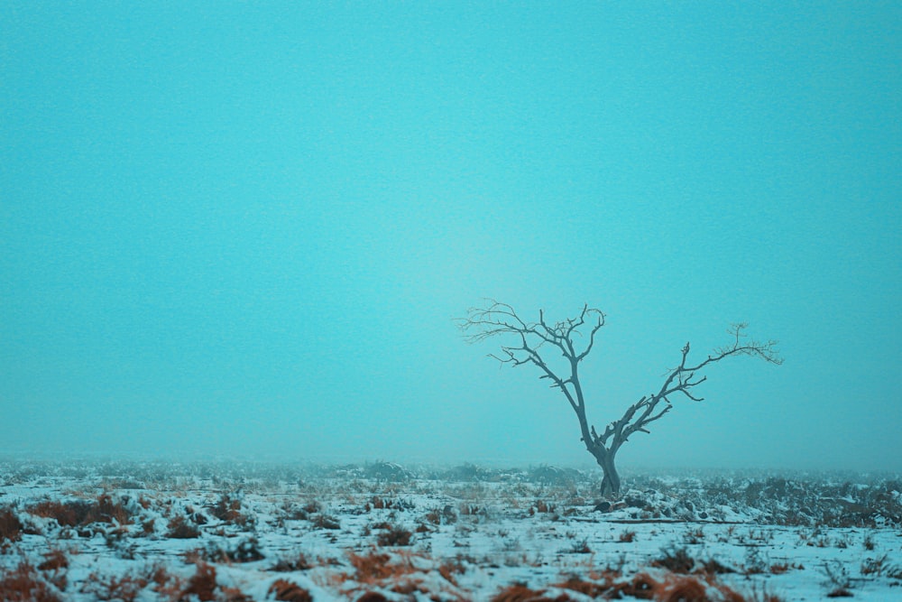 landscape photography of a baretree under a calm blue sky