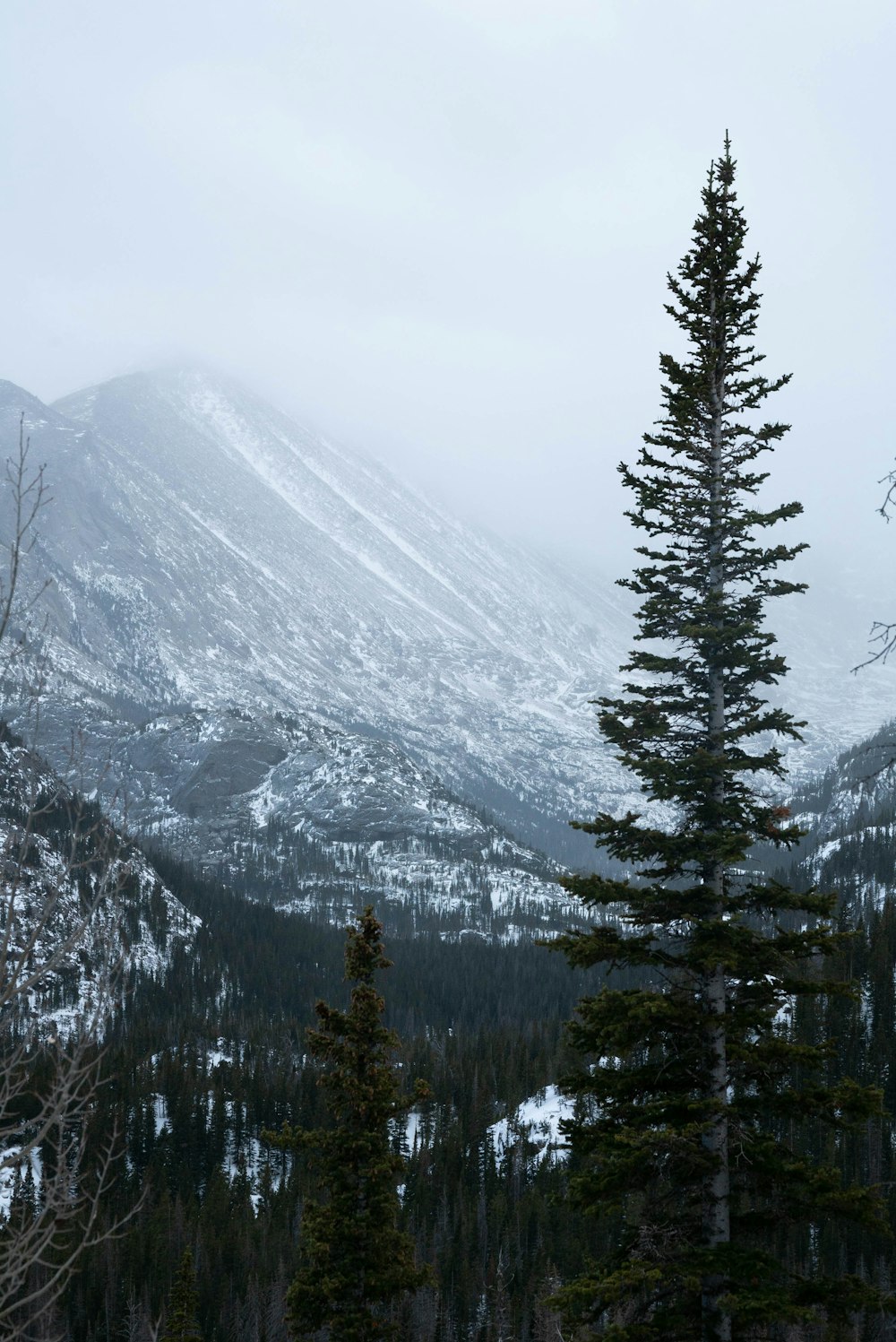 green pine trees near mountain