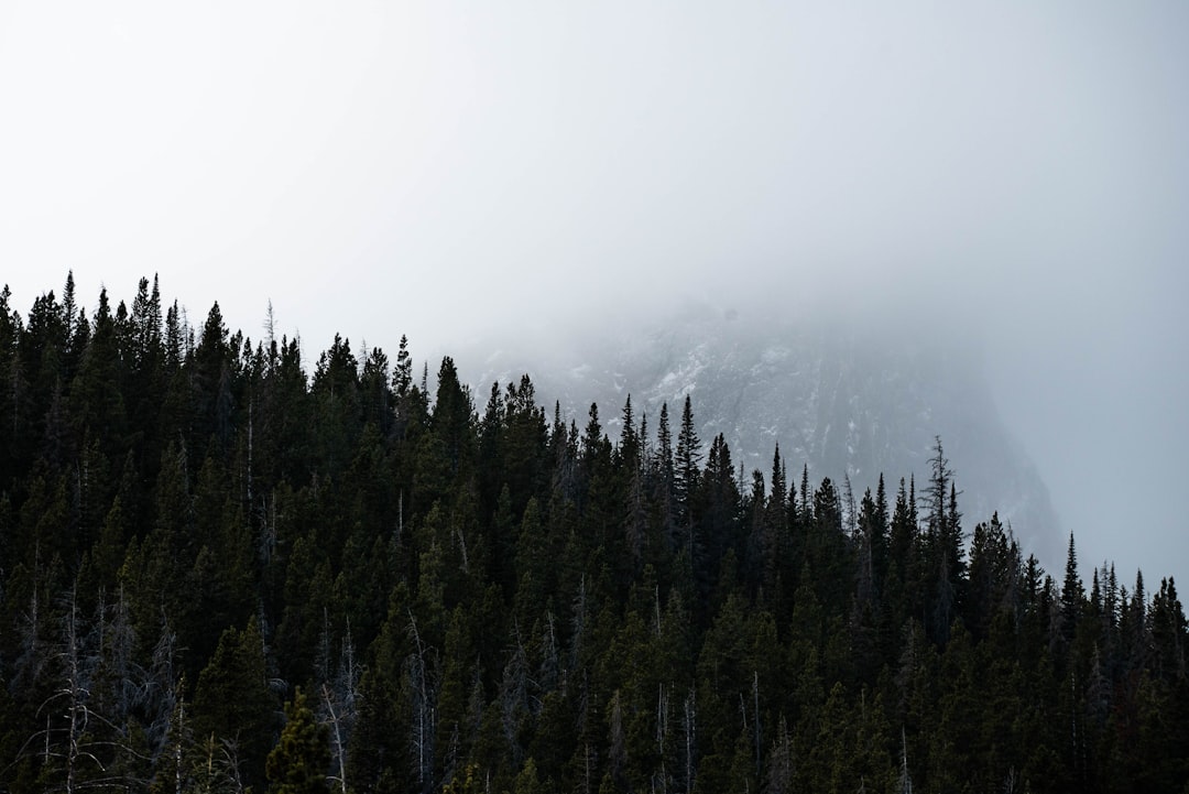 green Evergreen trees under a cloudy sky