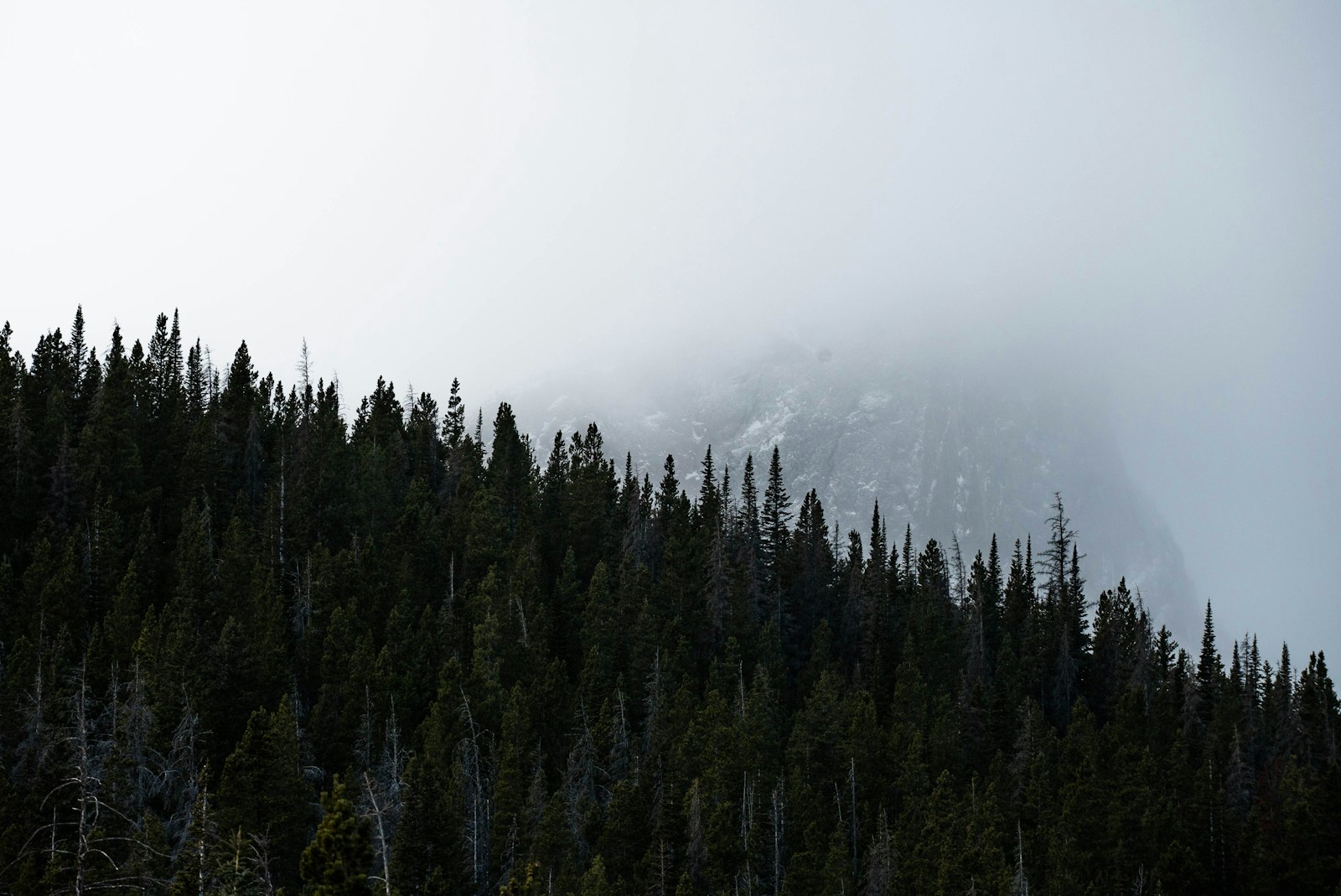 Sony a7S II + Sony FE 70-200mm F4 G OSS sample photo. Green evergreen trees under photography