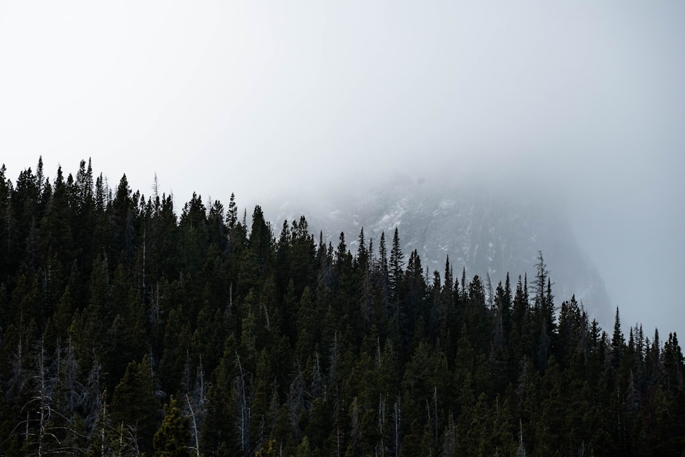 green Evergreen trees under a cloudy sky