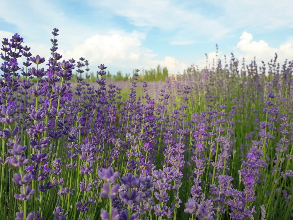 Bett aus lila Blumen