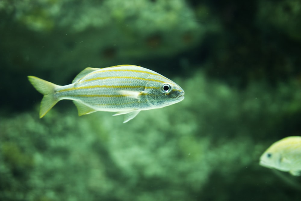 underwater photography of a green fish