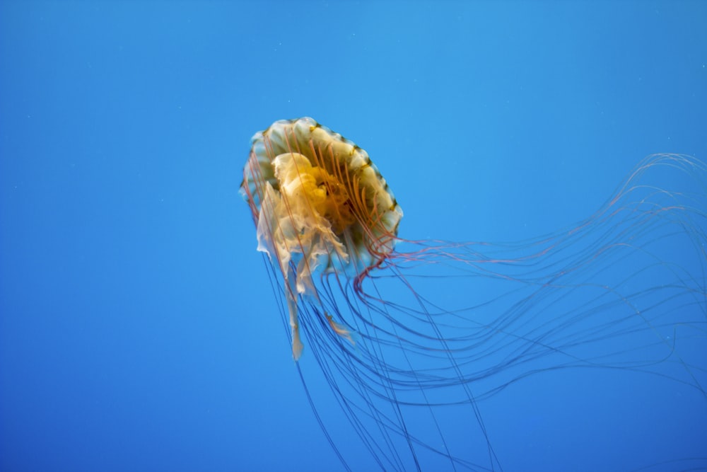 brown jellyfish