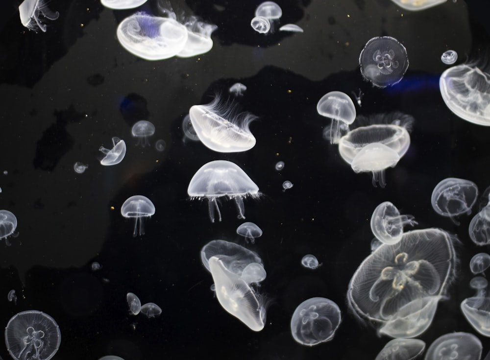 white jellyfishes