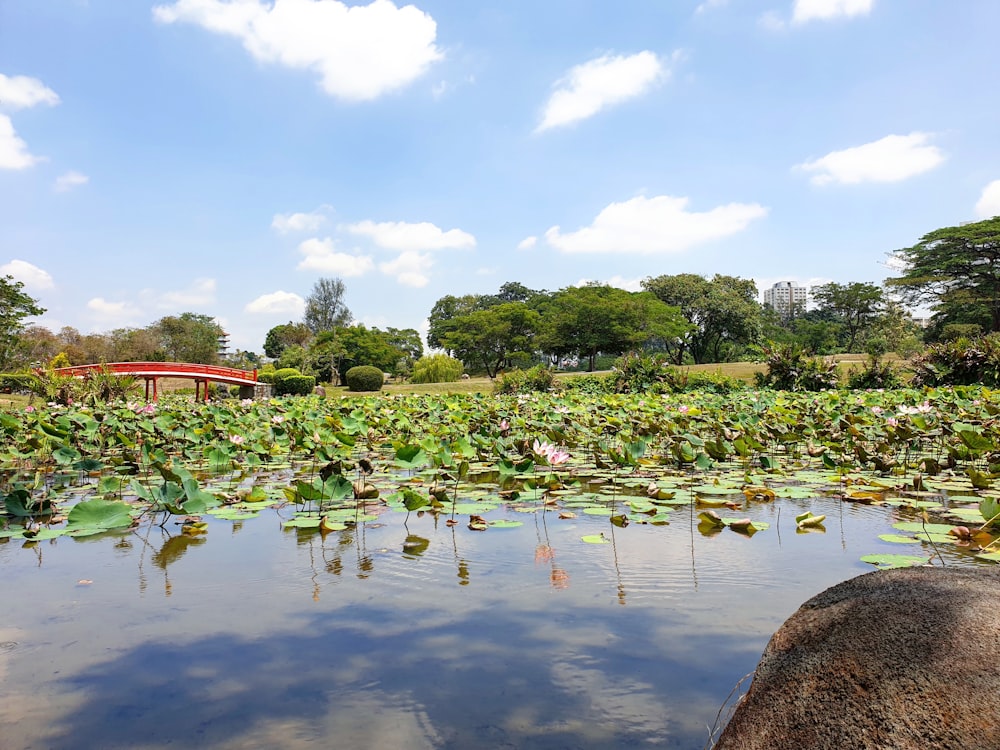 lilies on pond near trees