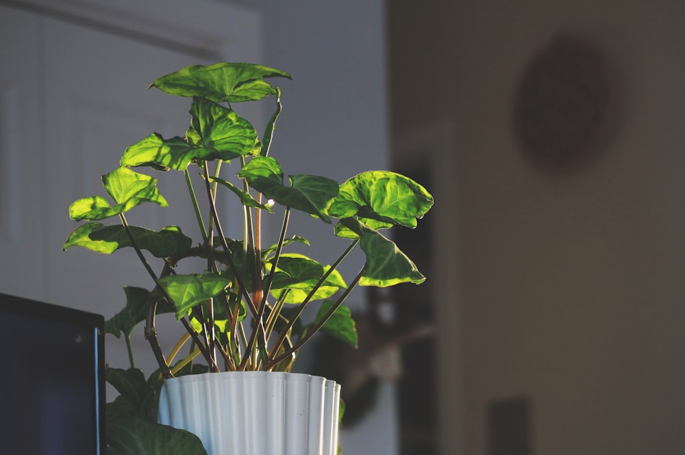 plantas de hoja verde en maceta