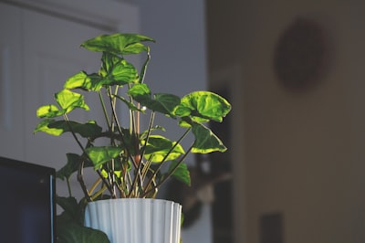 green leaf plants in pot intuitive teams background