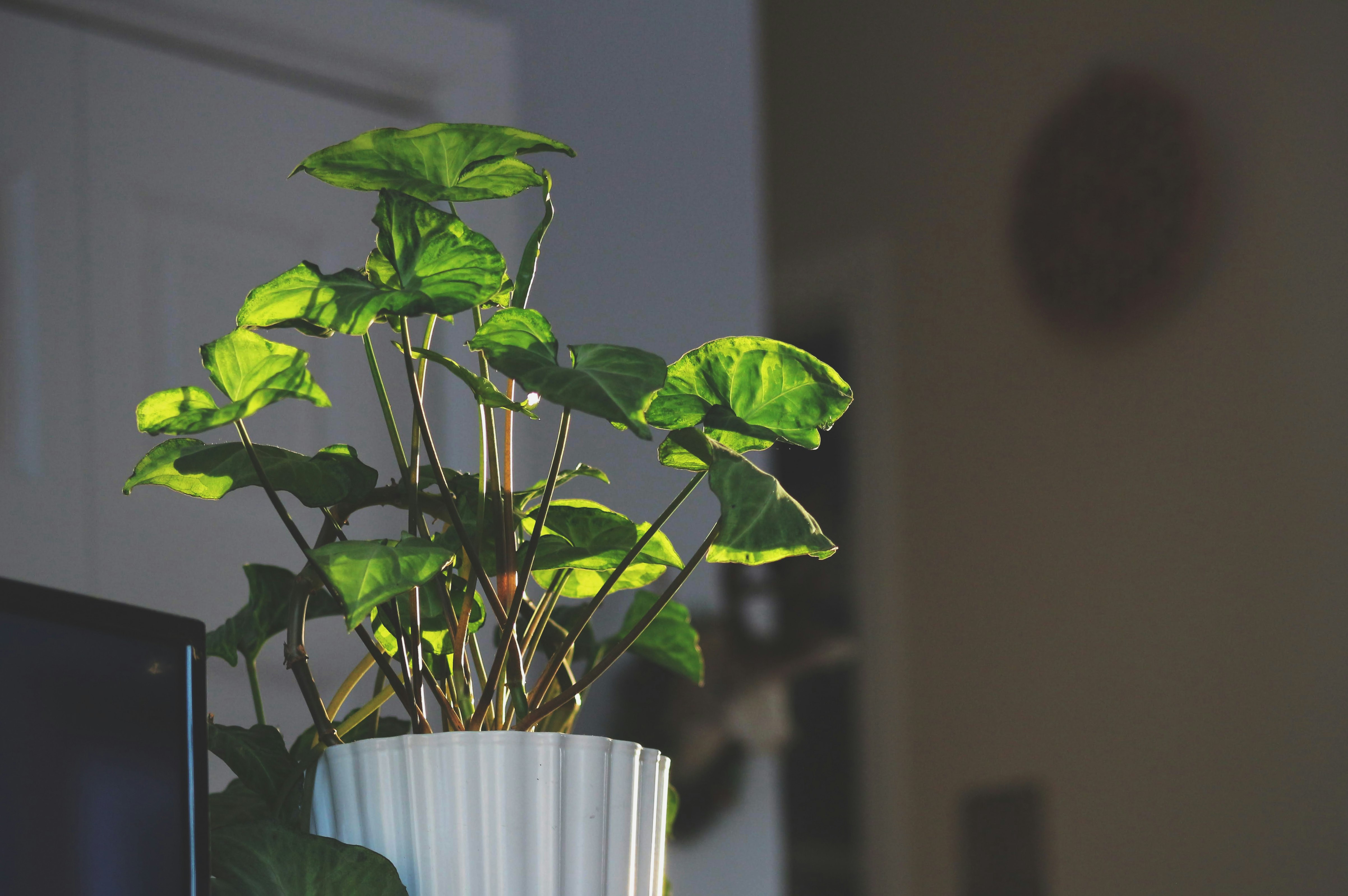 green leaf plants in pot