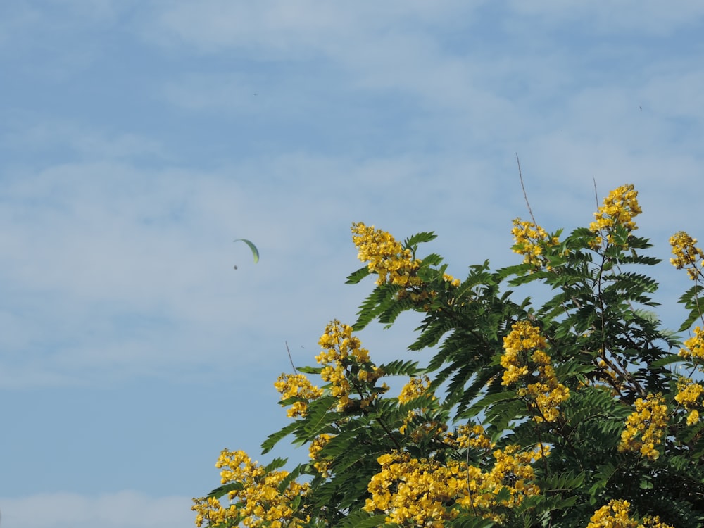 yellow petaled flowers blooming on plant