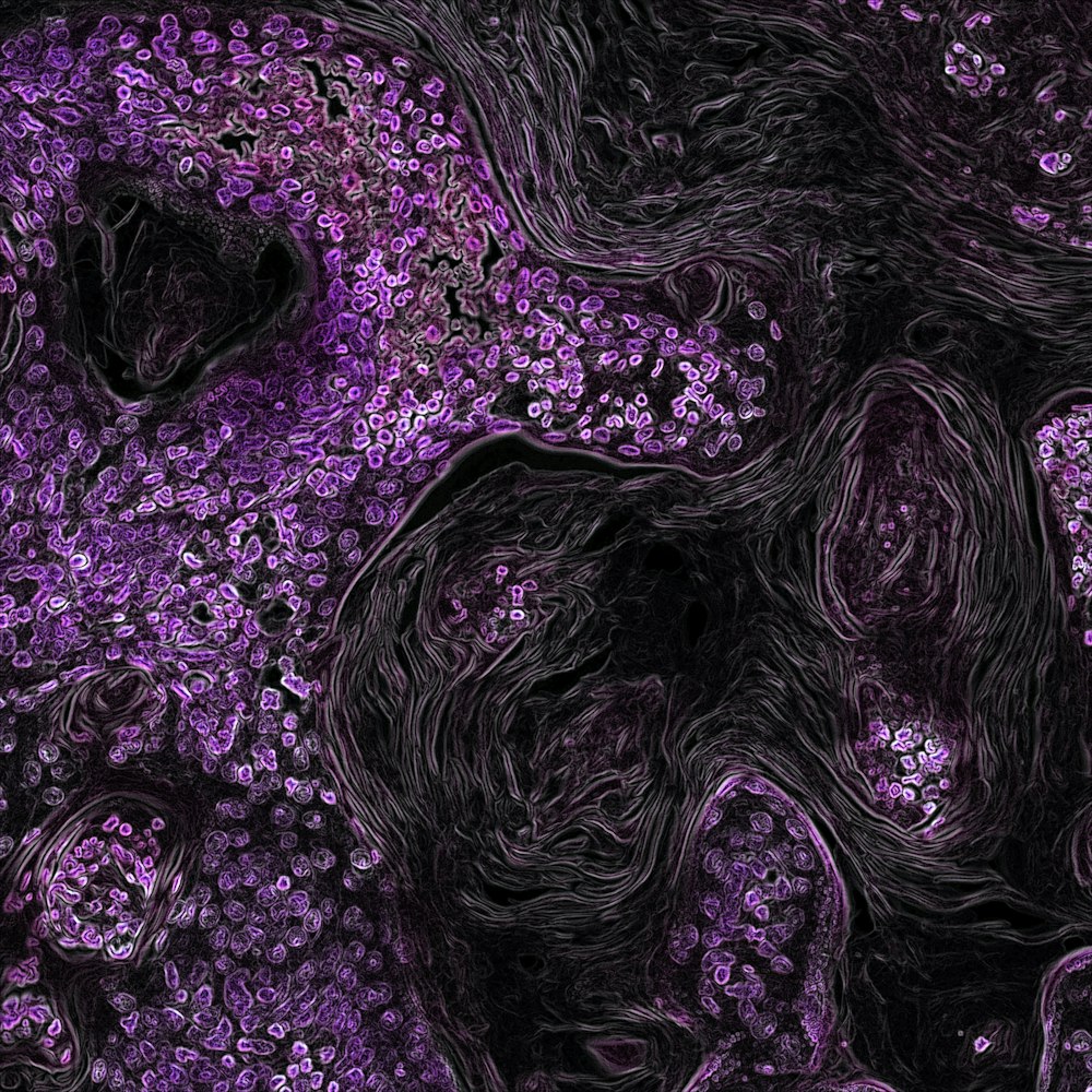 un fondo púrpura y negro con muchas flores pequeñas