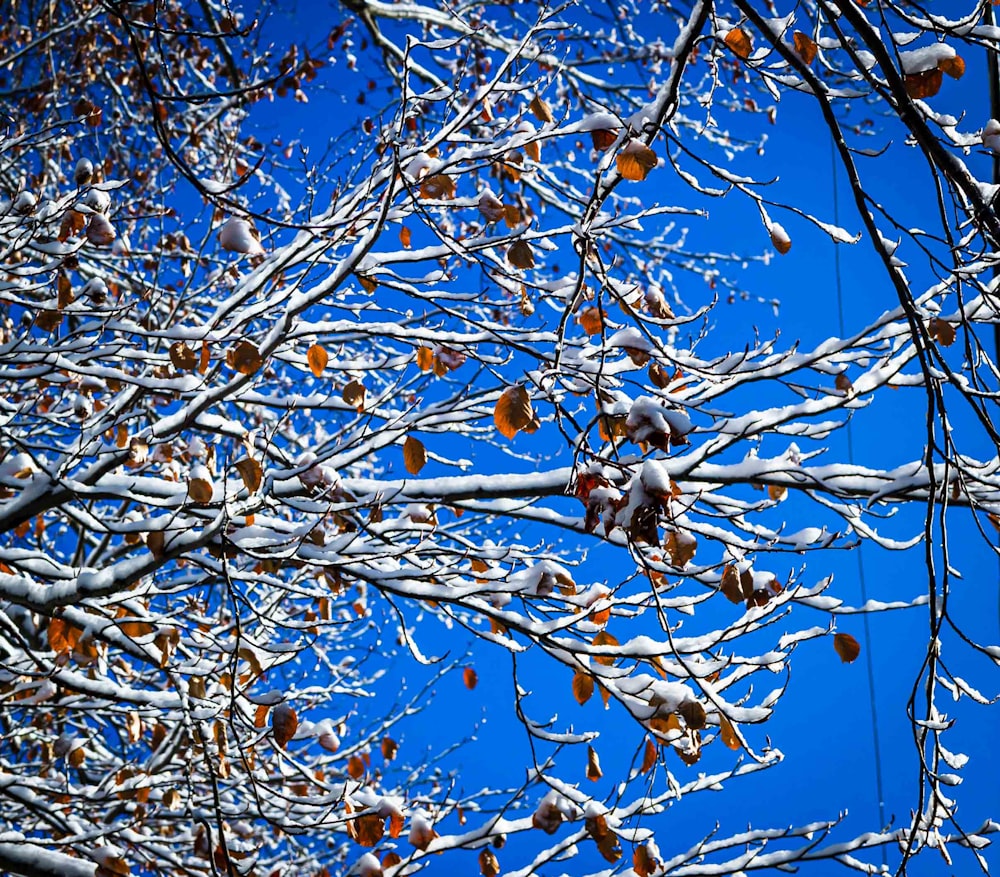 青空の下、木の枝を覆う雪