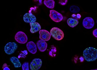 purple cells